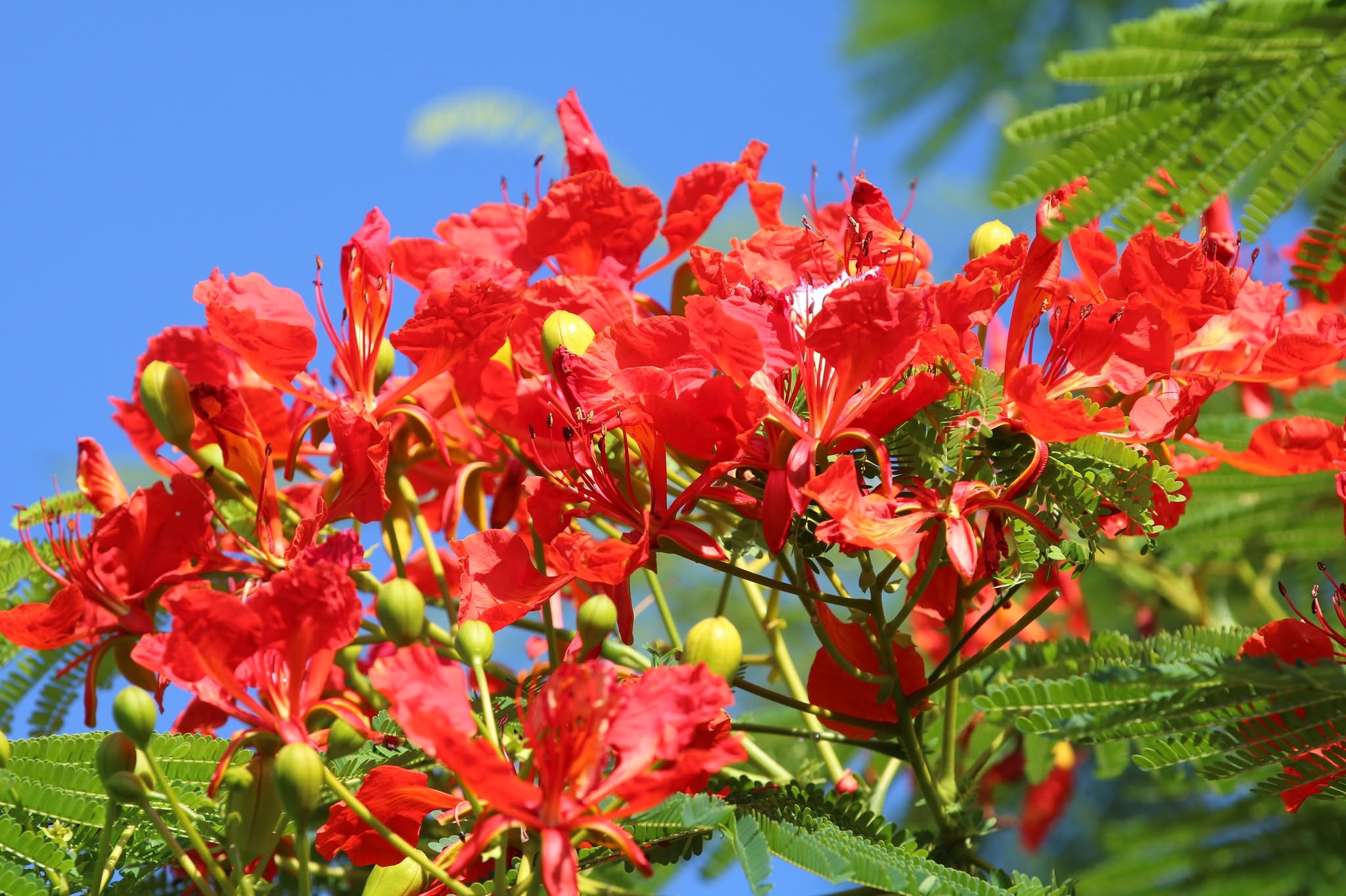 hang-cay-phuong-do-canh-quan.webp