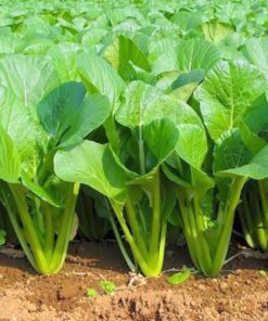 Hạt Giống Cải Ngọt - Lá Xanh Mướt, Vị Ngọt Thanh, Rau Quốc Dân Mỗi Ngày