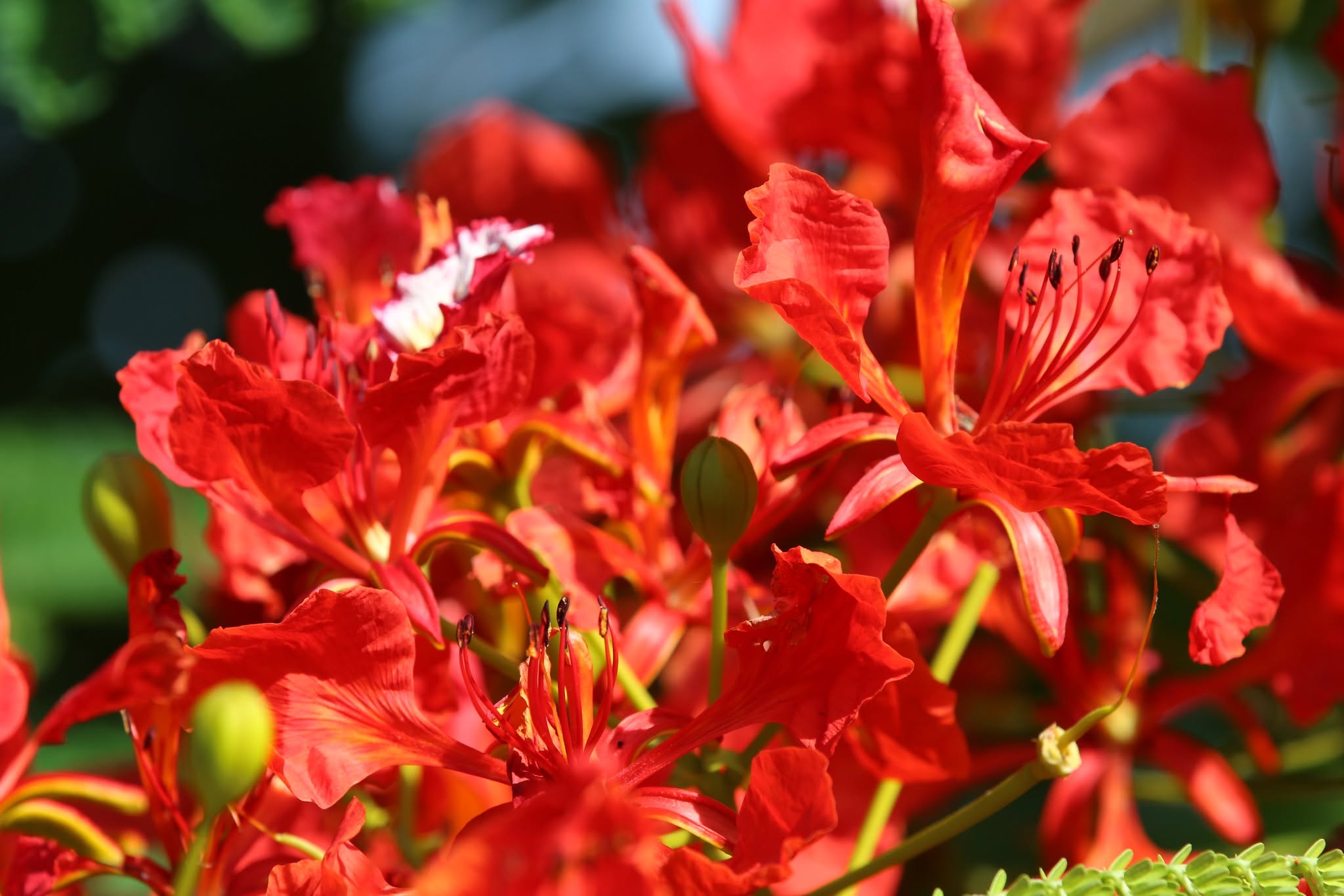 cay-phuong-do-truong-thanh.webp