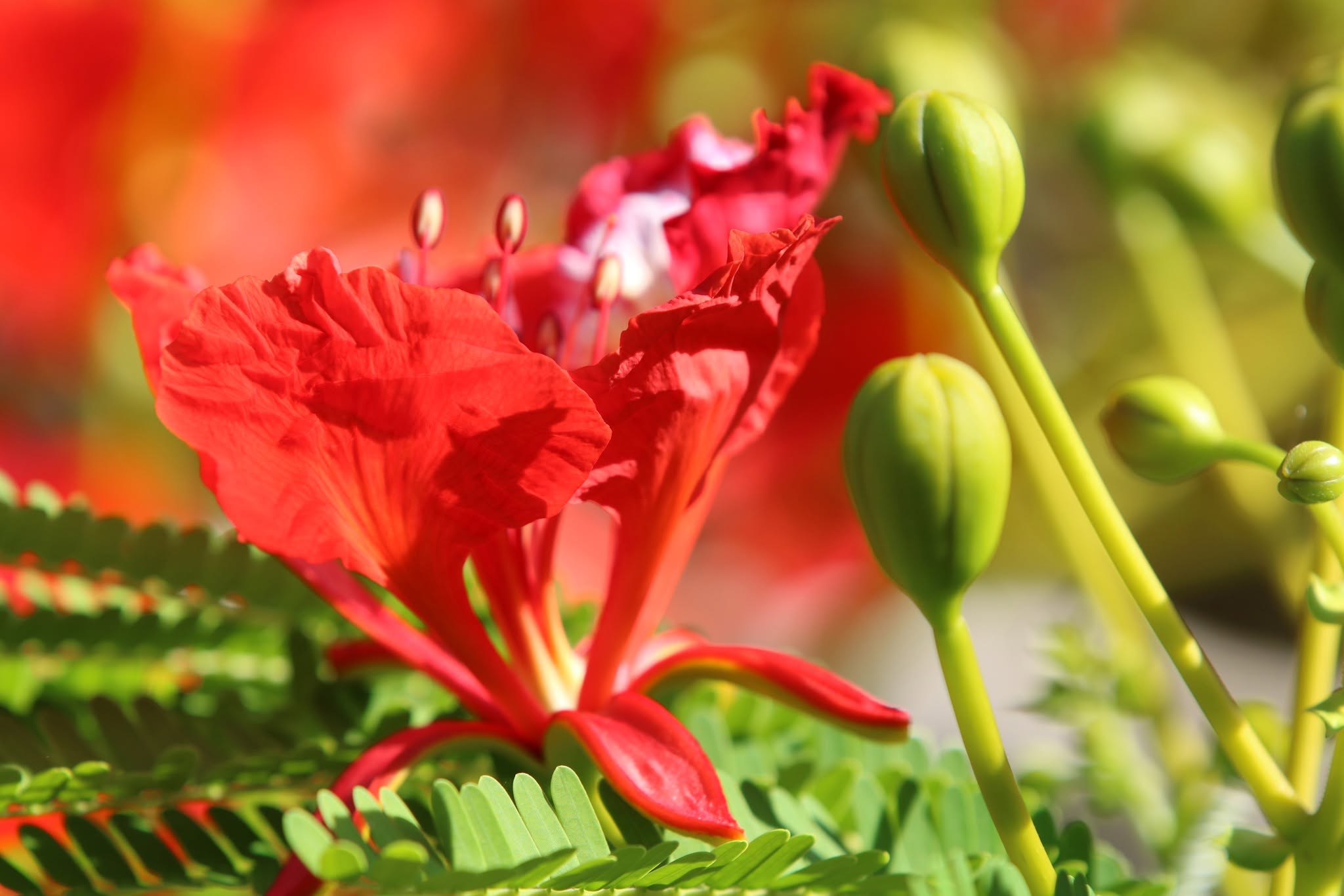 hat-giong-hoa-phuong-do-monseeds.webp