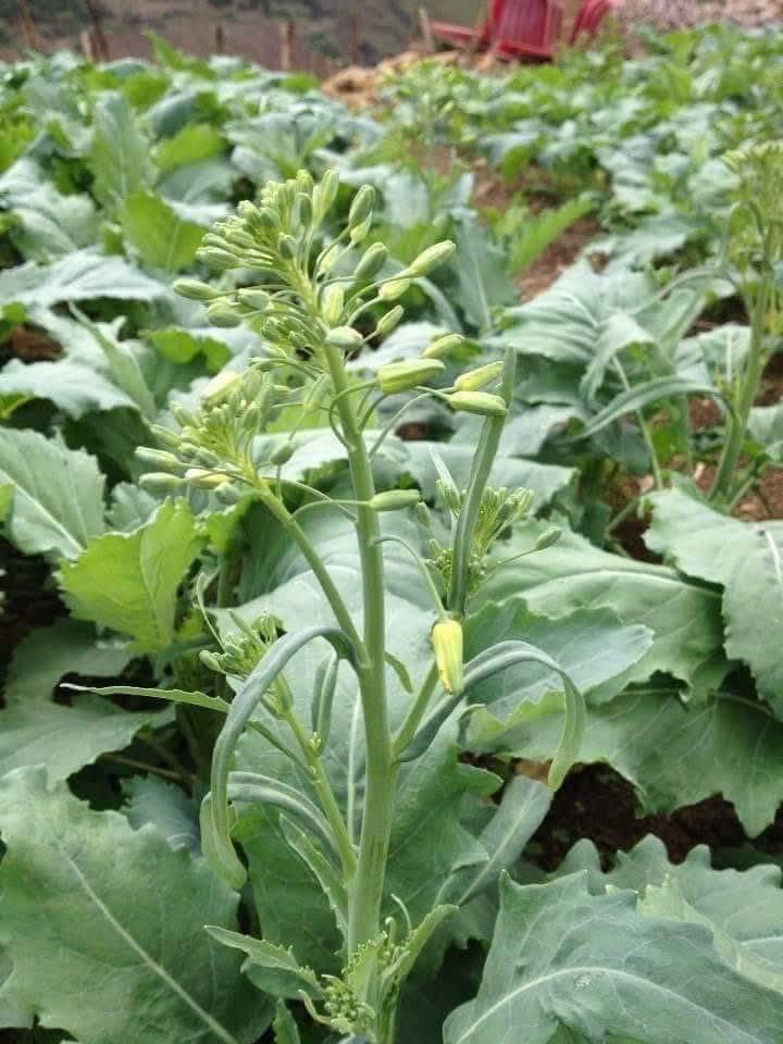 cai-ngong-lang-son-chuan-bi-thu-hoach.webp