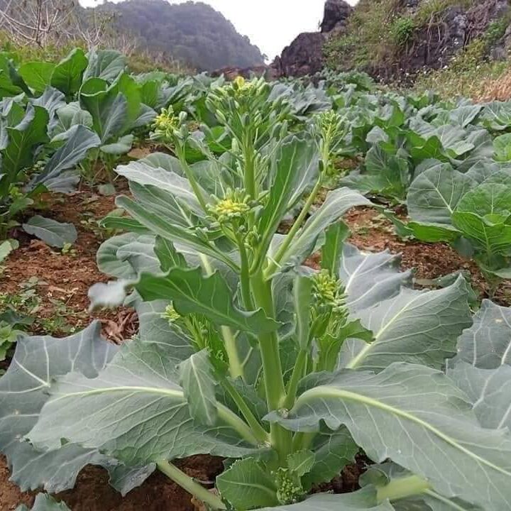 vuon-cai-ngong-lang-son-xanh-tot.webp