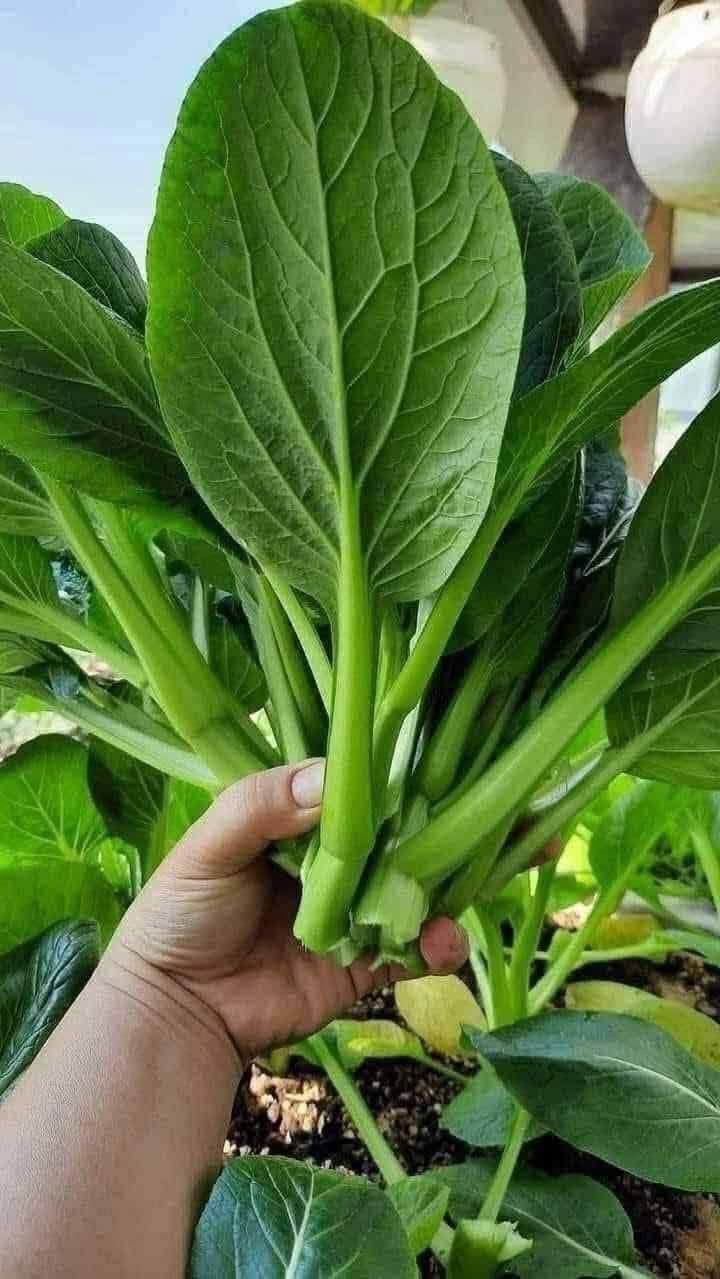 goi-hat-giong-cai-sieu-ngong-monseeds.webp