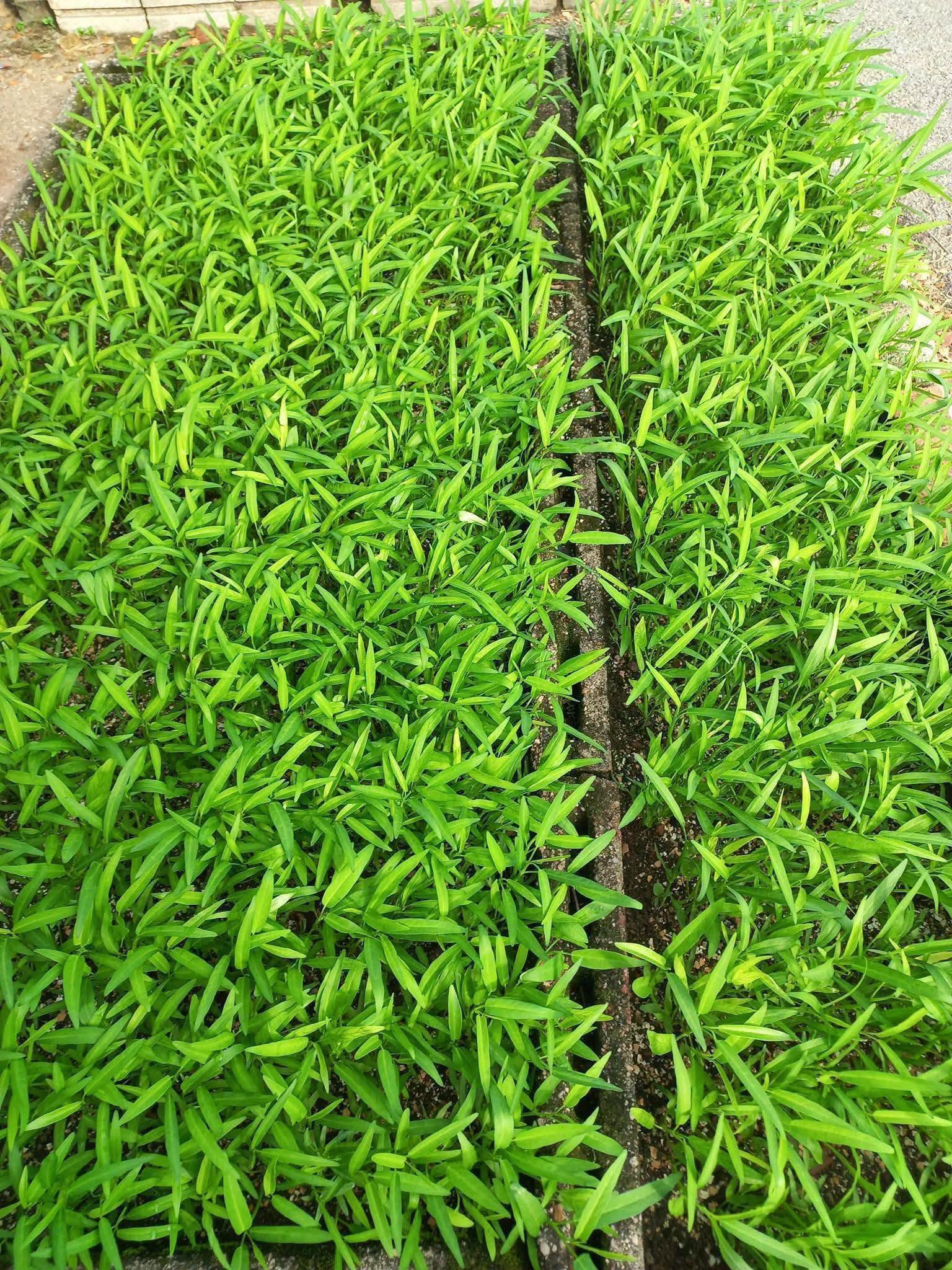 goi-hat-giong-rau-muong-monseeds.webp