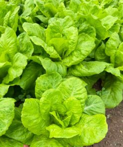 Hạt Giống Xà Lách Dúm Vàng - Lá Vàng Xoăn Nhẹ, Giòn Mát, Đẹp Cho Đĩa Salad