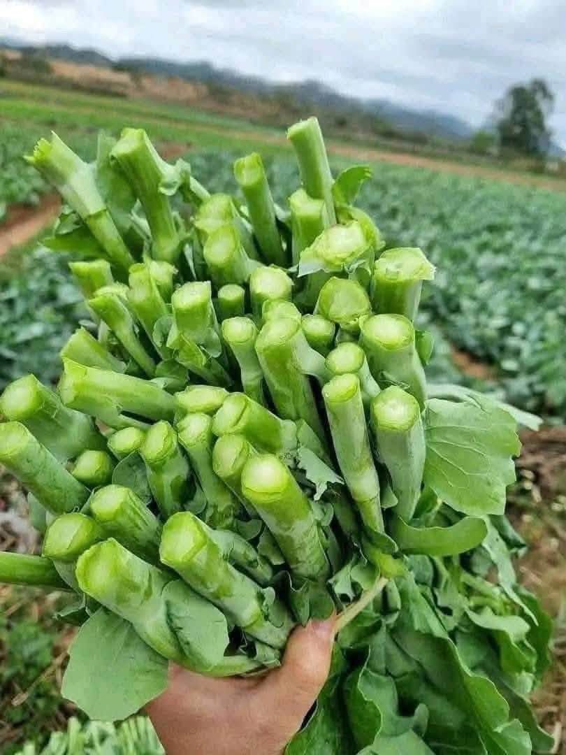 cai-ngong-lang-son-trong-thung-xop.webp
