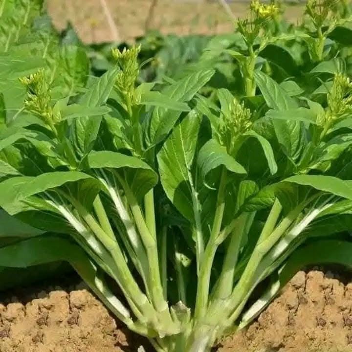 can-canh-cai-sieu-ngong.webp