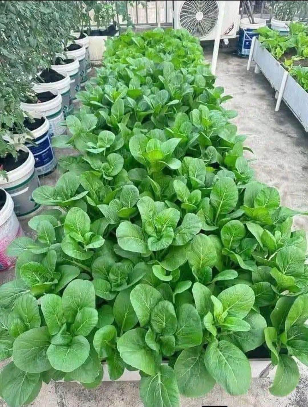 hat-giong-cai-sieu-ngong-monseeds.webp