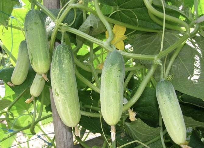 goi-hat-giong-dua-chuot-monseeds.webp