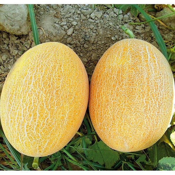goi-hat-giong-dua-luoi-monseeds.webp