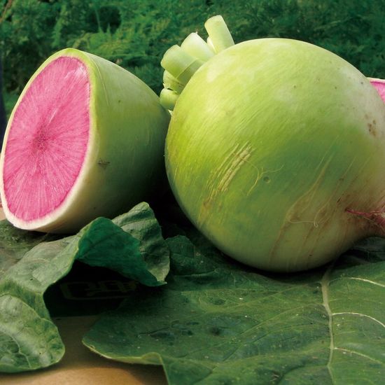China-Radish-Seeds-Vegetable-Seed-for-Sowing