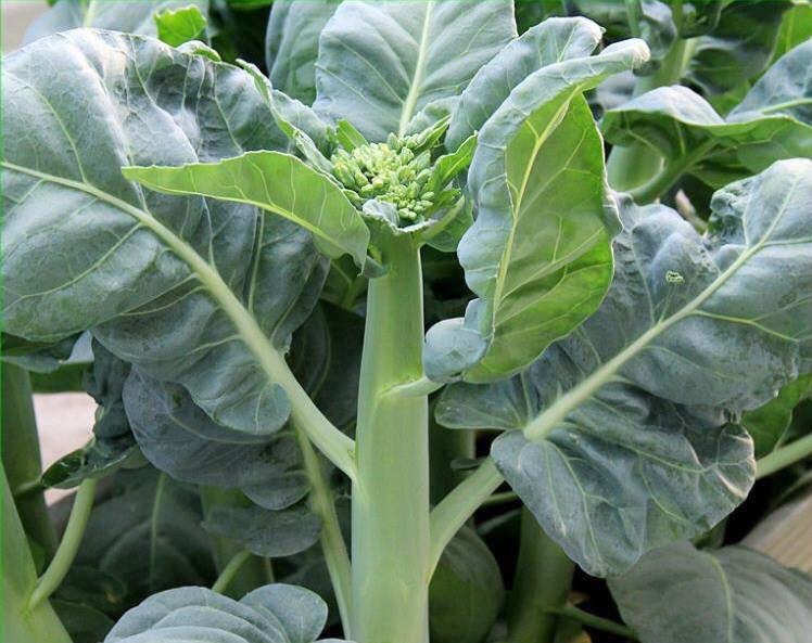 hat-giong-cai-ngong-lang-son-monseeds.webp