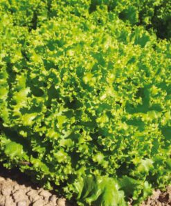 Hạt Giống Xà Lách Xoăn Xanh - Lá Xoăn Giòn Mát, Rau Sống Quen Thuộc Mọi Bữa Ăn