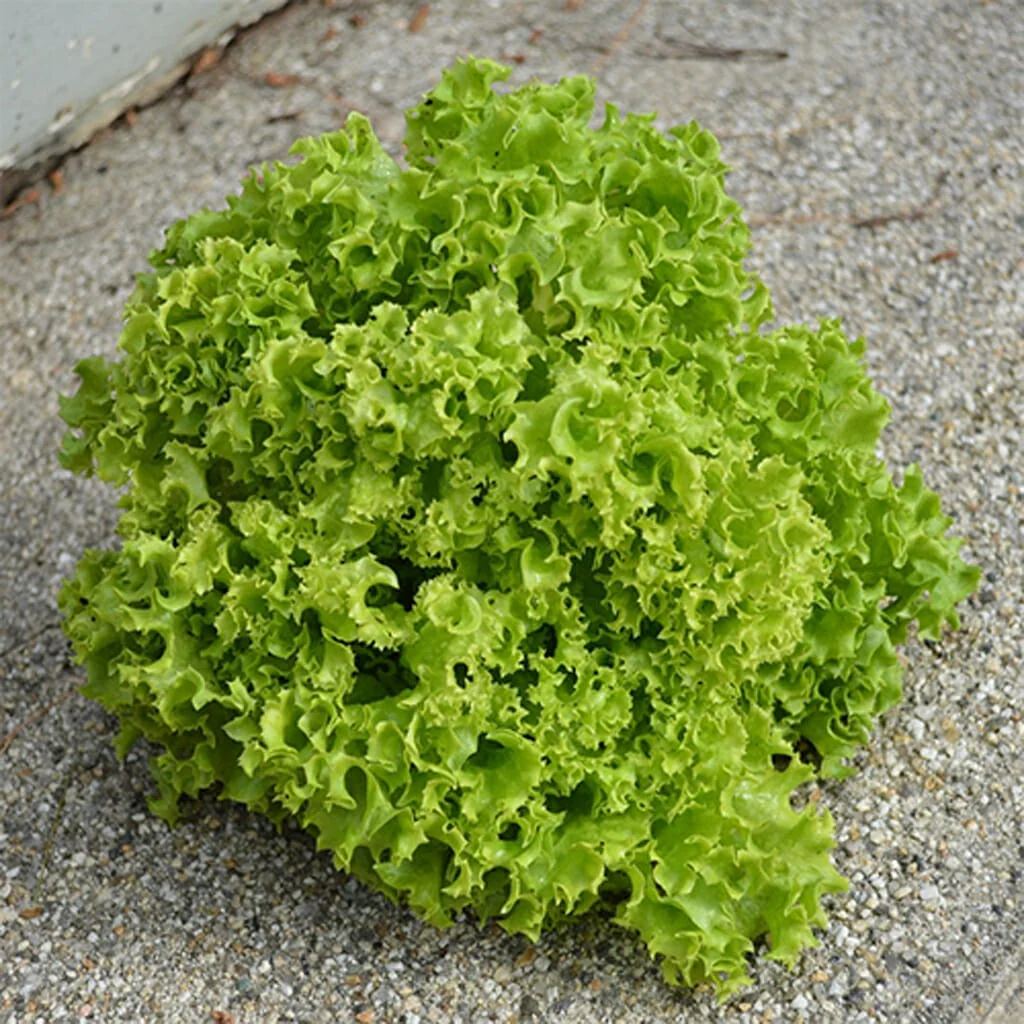 hat-giong-xa-lach-xoan-monseeds.webp