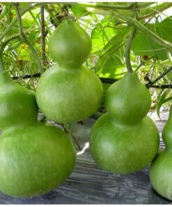 Hạt Giống Bầu Hồ Lô - Dáng Độc Lạ, Vừa Trang Trí Vừa Ăn Được