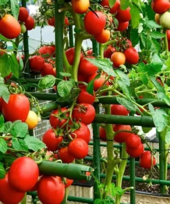 Hạt Giống Cà Chua - Quả Mọng Đỏ, Chua Ngọt Tự Nhiên, Năng Suất Cao