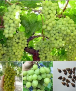Hạt Giống Nho - Chua Ngọt Mọng Nước, Dây Leo Cho Trái Quý Trồng Tại Nhà