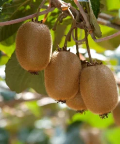 Hạt Giống Kiwi - Chua Ngọt Thanh Mát, Giàu Vitamin C, Trái Cây Ngoại Nhập Trồng Tại Nhà