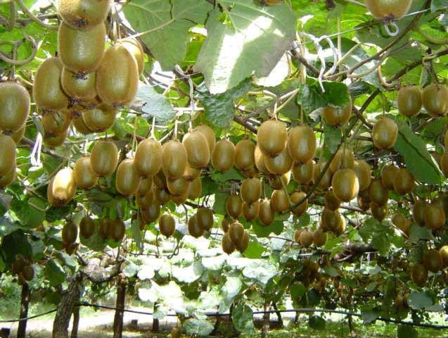 hat-kiwi-thuc-te.webp