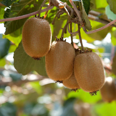 qua-kiwi-chuan-bi-thu-hoach.webp