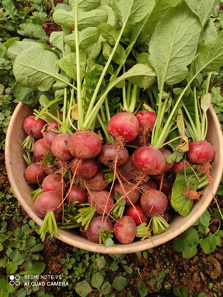 củ-cải-đỏ-Đà-Lạt