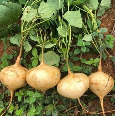 can-canh-cu-dau.webp