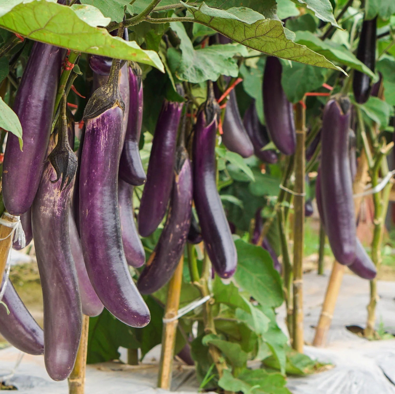 early_long_purple