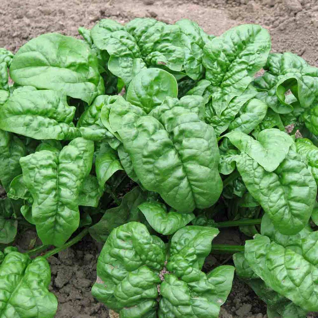 giant-nobel-spinachbc475041601428259-16336806052781151098866