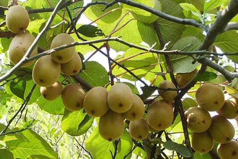 cay-kiwi-trong-chau.webp