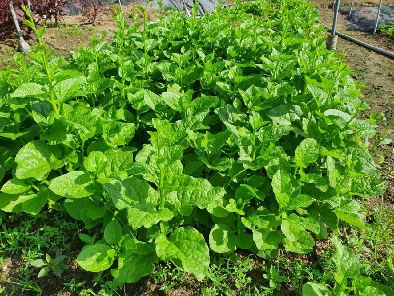 mung-toi-trong-chau.webp