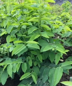 Hạt Giống Rau Ngót - Lá Xanh Đậm Bổ Dưỡng, Món Canh Truyền Thống Cho Sản Phụ