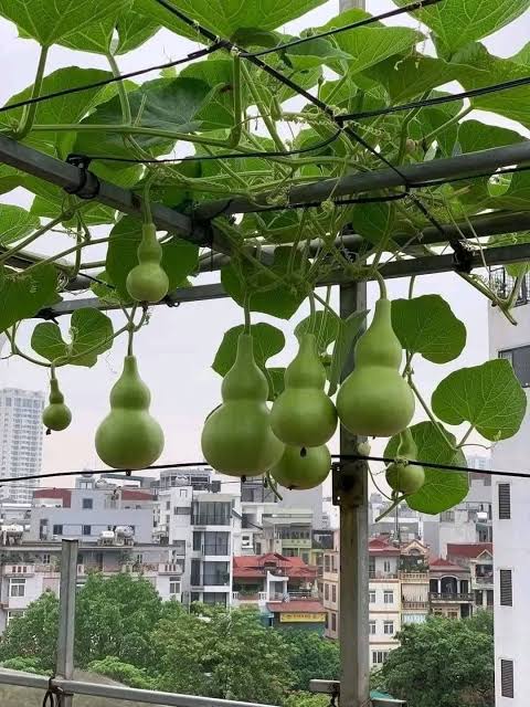 bau-ho-lo-trong-san-thuong.webp