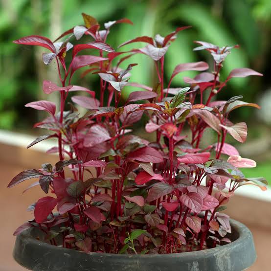 can-canh-la-rau-den-do.webp