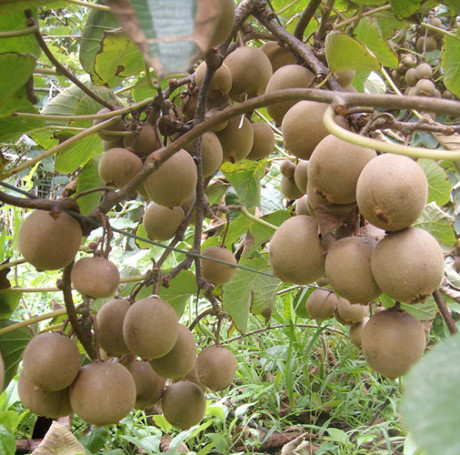 can-canh-qua-kiwi.webp