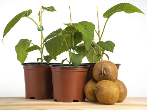 hat-giong-kiwi-monseeds.webp