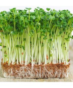 Hạt Giống Cải Mầm - Rau Mầm Siêu Nhanh, Giàu Enzyme, Xu Hướng Ăn Sạch