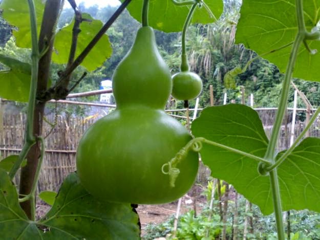 can-canh-qua-bau-ho-lo.webp