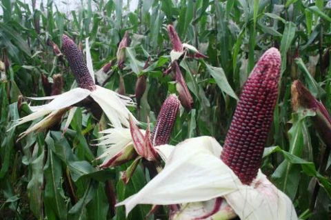 hat-giong-ngo-tim-monseeds.webp
