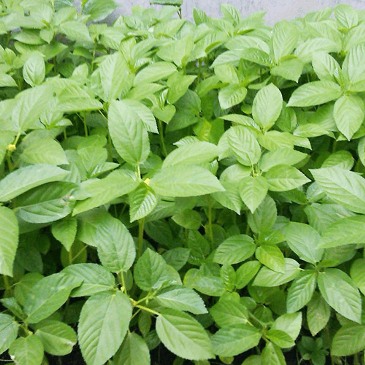 rau-day-xanh