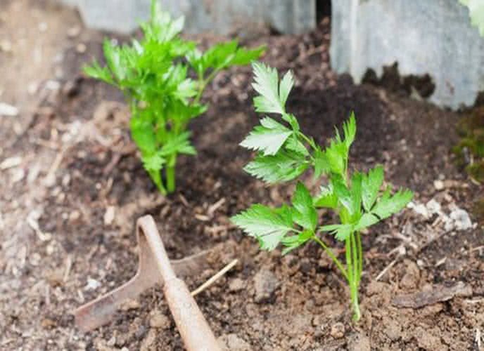 hat-giong-can-tay-monseeds.webp