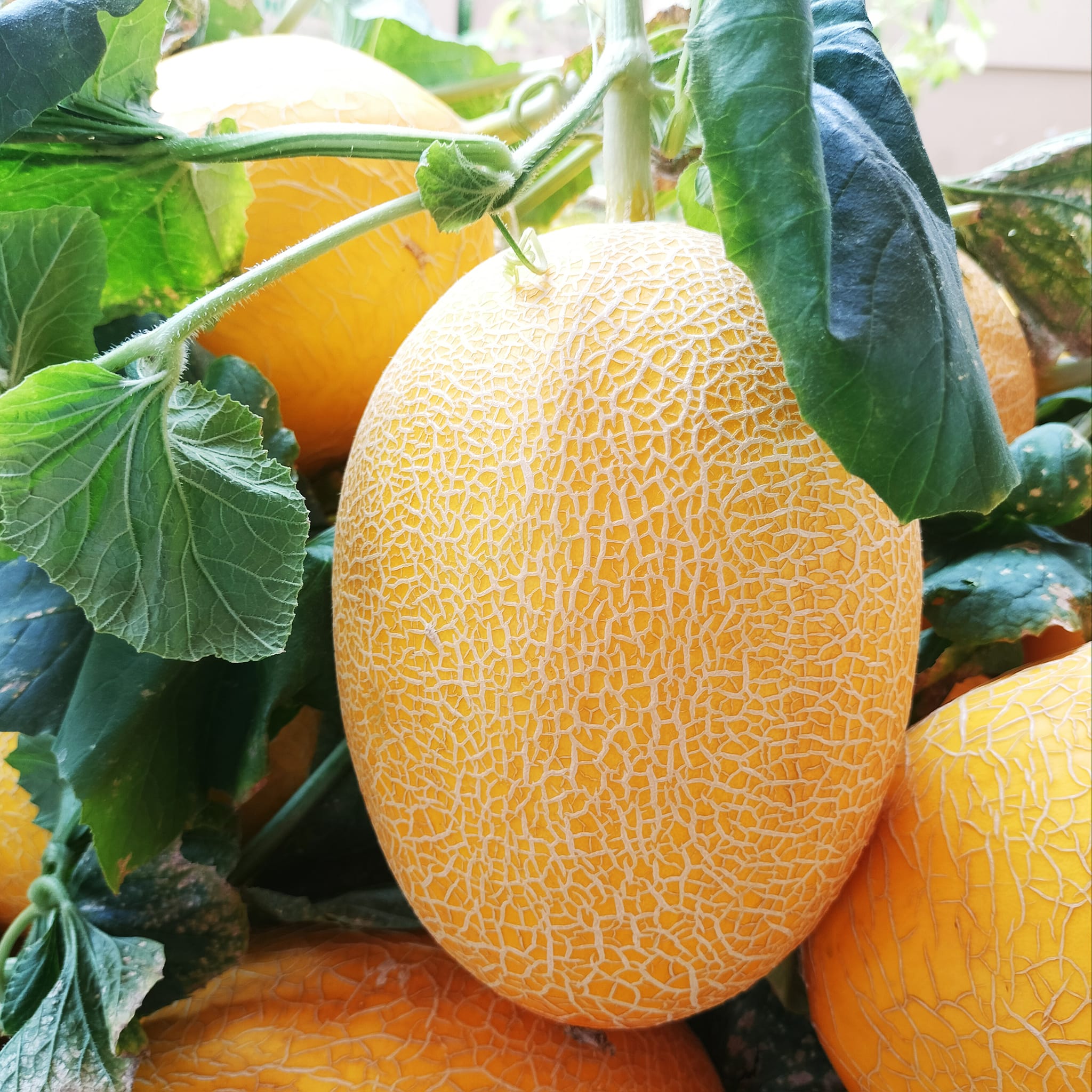 can-canh-qua-dua-luoi.webp