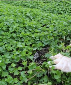 Hạt Giống Rau Má Lá Nhỏ - Thơm Đậm Đà, Lá Xanh Mướt Mọc Dày, Loại Ngon Được Ưa Chuộng Nhất