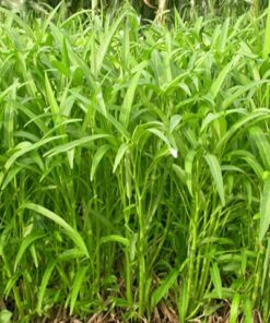 Hạt Giống Rau Muống - Giòn Mát Quen Thuộc, Rau Quốc Dân Dễ Trồng Nhanh Thu Hoạch