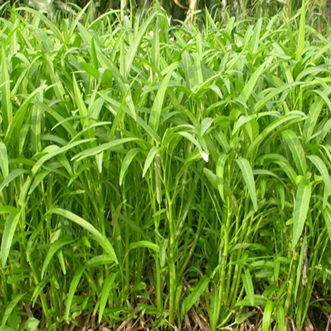 cay-rau-muong-truong-thanh.webp