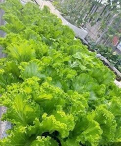 Hạt Giống Cải Mào Gà - Lá Xoăn Đẹp Mắt, Giòn Ngọt, Dễ Trồng