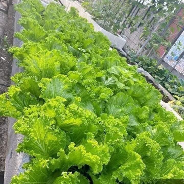 hat-giong-cai-mao-ga-monseeds.webp