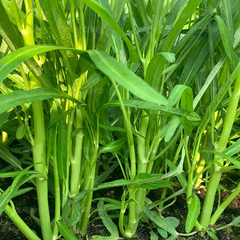 hat-giong-rau-muong-monseeds.webp