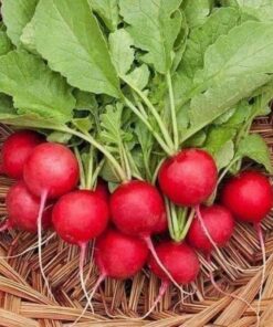 Hạt Giống Củ Cải Đỏ - Vỏ Đỏ Bắt Mắt, Giòn Mát, Đẹp Cho Món Salad