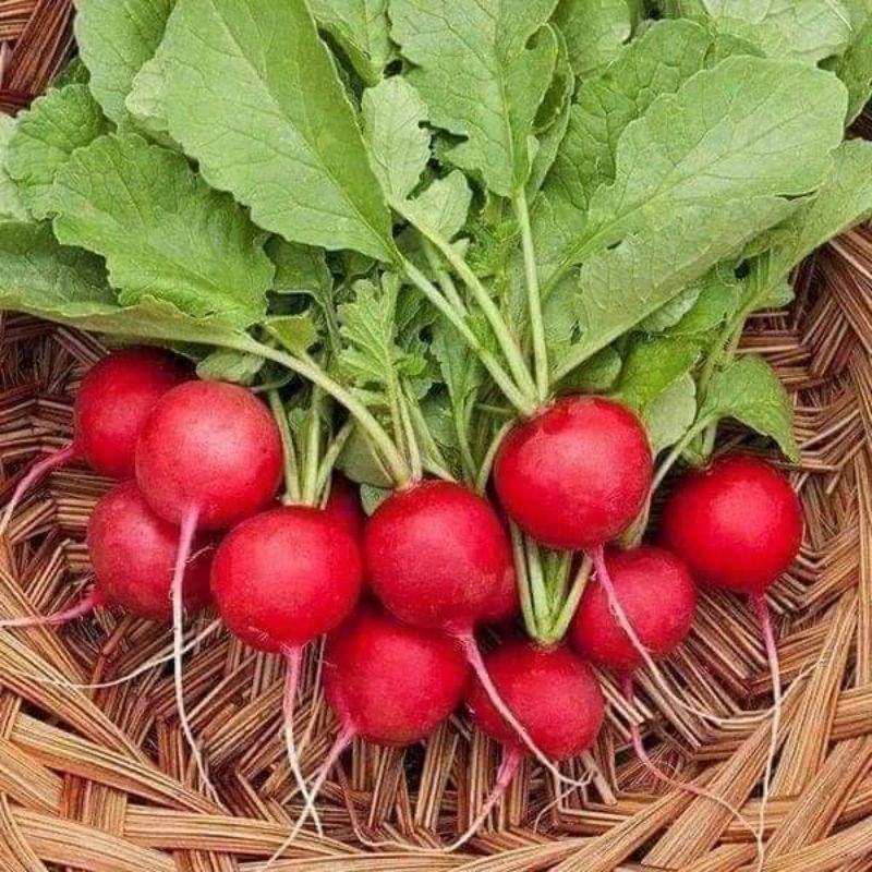 hat-giong-cu-cai-do-monseeds.webp