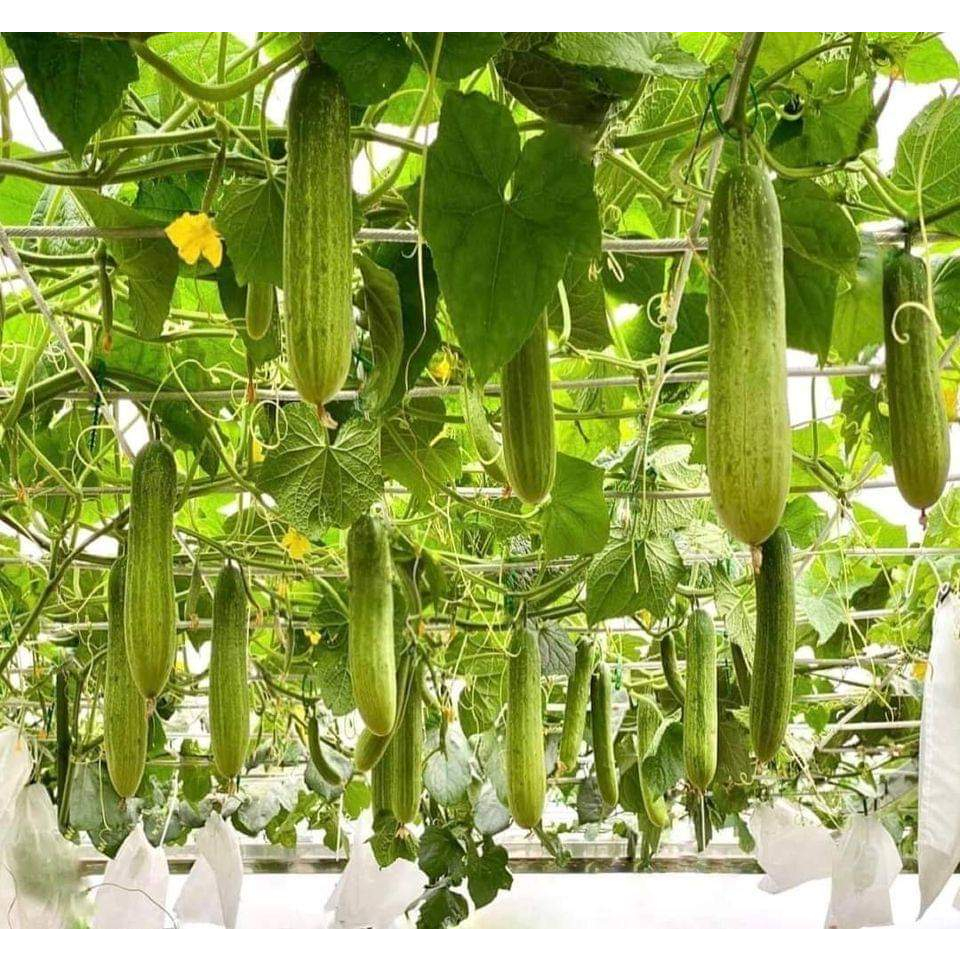 cay-dua-chuot-truong-thanh.webp